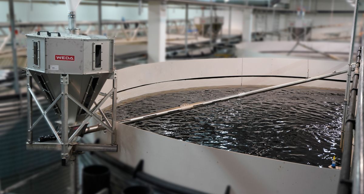 Fish_feeding